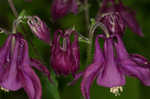 European columbine